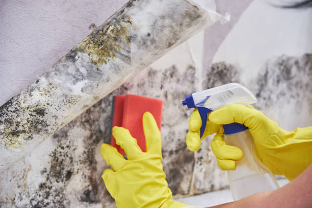 Best Forensic Mold Investigation in USA